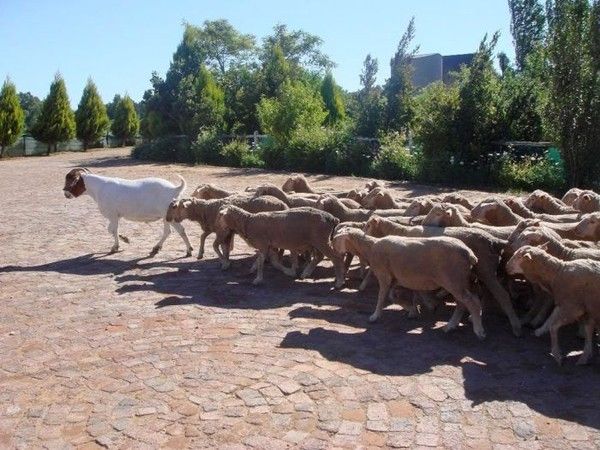 Козёл ведёт за собой стадо баранов
